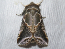 More Lettered Habrosyne Moths