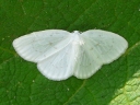 Hooktip Moths
