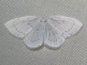 More Northern Eudeilinia Moths
