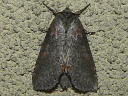 Tufted Thyatirin Moth