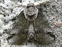 Small Baileya Moth