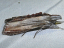 More Goldenrod Hooded Owlet Moths
