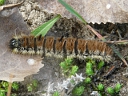More Fingered Dagger Moths