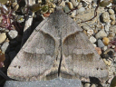 More Clover Looper Moths