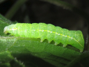 Copper Underwing larva