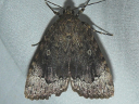 Copper Underwing