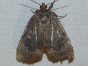 More Copper Underwing Moths