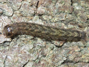 Fluid Arches larva