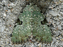 Green Leuconycta Moth