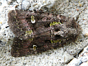 Bristly Cutworm Moth