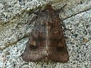 Bronzed Cutworm Moth