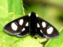 Owlet Moths
