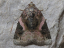 Pink-barred Pseudeustrotia Moth