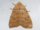 Dotted Sallow