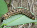 Large Yellow Underwing larva