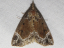 White-lined Hypena