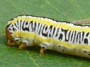 More Zebra Caterpillar Moths