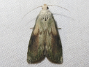 Bee Moth