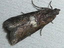 More Engel's Salebriaria Moths