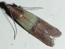 Indian Meal Moth