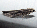 Terrenella Bee Moth