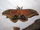Giant Silkworm Moths