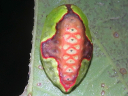 Red-crossed Button Slug Moth