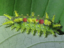 Spiny Oak-Slug Moth