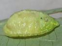 Yellow-shouldered Slug Moth
