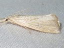 Xubida panalope