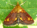 Orange Mint Moth