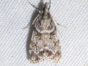 Many-spotted Scoparia