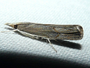 Bluegrass Webworm