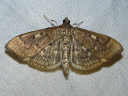 Serpentine Webworm