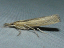 Sod Webworm