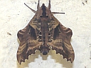 More Blinded Sphinx Moths
