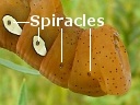 Pandorus Sphinx Moth larva