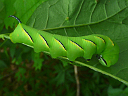 Laurel Sphinx Moth