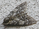 Waved Sphinx Moth