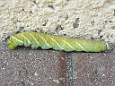 Waved Sphinx larva