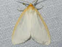 More Delicate Cycnia Moths