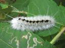 More Hickory Tussock Moths