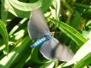Tiger Moths