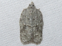 Black-lined Acleris