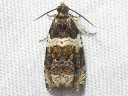 Banded Olethreutes
