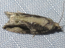 More Black-crescent Proteoteras Moths