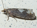 Epiblema otiosana