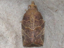 Three-lined Leafroller