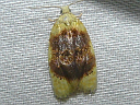 More Oak Leaftier Moths