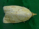 Maple-Basswood Leafroller Moth